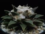 Ariocarpus elongatus