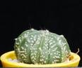 Astrophytum asteriasxmyriostigma