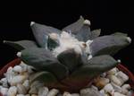 Ariocarpus furfuraceus