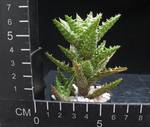 Aloe squarosa