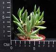 Adromischus filicaulis