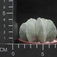 Astrophytum myriostigma