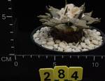 Ariocarpus retusus