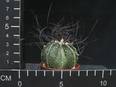 Astrophytum senile Viesca