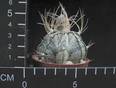 Astrophytum crassispinoides