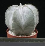 Astrophytum myriostigma