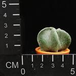 Astrophytum myriostigma