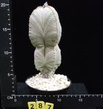 Astrophytum myriostygma v. potosinum