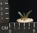 Ariocarpus furfuraceus