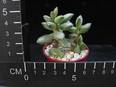 Adromischus hemisphaericus