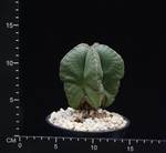 Astrophytum myriostygma nudum