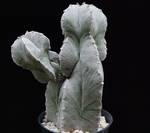 Astrophytum myriostygma