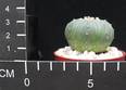 Astrophytum asterias