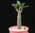 Adenium obesum