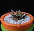 Ariocarpus kotschoubeyanus
