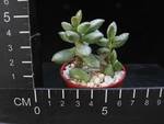 Adromischus hemisphaericus