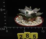 Ariocarpus furfuraceus