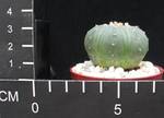 Astrophytum asterias