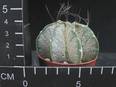 Astrophytum capricorne v niveum
