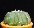 Astrophytum asteriasxmyriostigma f.nudum