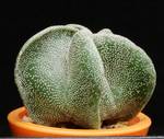 Astrophytum myriostigma