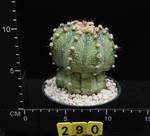 Astrophytum asteriasxornatum