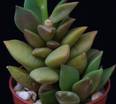 Anacampseros telephiastrum