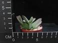 Adromischus schuldtianus