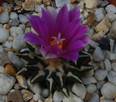 Ariocarpus kotschoubeyanus