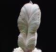 Astrophytum myriostygma v. potosinum
