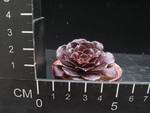 Aeonium arboreum atropurpureum