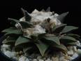 Ariocarpus elongatus