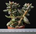 Adromischus roaneanus