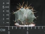 Astrophytum ornatum
