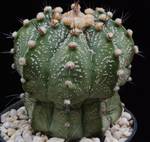 Astrophytum asteriasxornatum