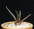 Ariocarpus agavoides