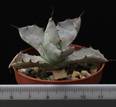 Agave potatorum