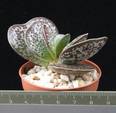 Adromischus trigynus