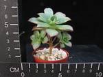 Aeonium urbicum