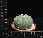Astrophytum asterias