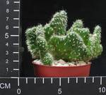 Austrocylindropuntia subulata cristata