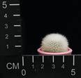 Aylostera muscula