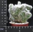 Austrocylindropuntia vestita cristata