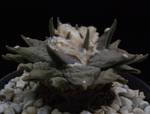 Ariocarpus retusus