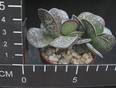Adromischus cristatus