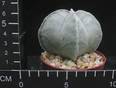 Astrophytum myriostigma v quadricostatum