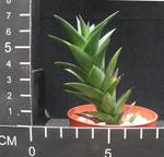 Astroloba dodsoniana