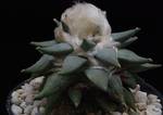 Ariocarpus furfuraceus