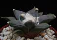 Ariocarpus furfuraceus