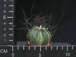Astrophytum senile Viesca